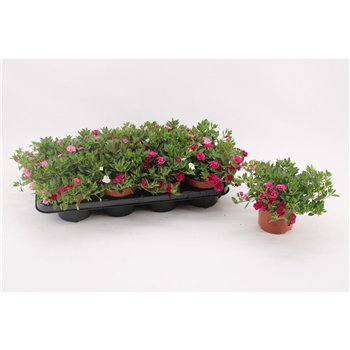 Calibrachoa confetti garden aloha double mix MyGirly WhitePurplePink1 pp 17cm 13cm Q1841