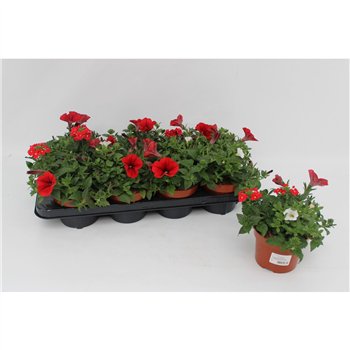 Perkplanten mix Confetti Garden Red Love 1 pp 20cm 13cm Q1842