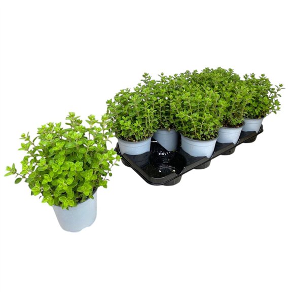 Origanum vulgare 25cm 14cm Q1858