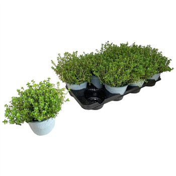 Thymus citriodorus 20cm 14cm Q1869