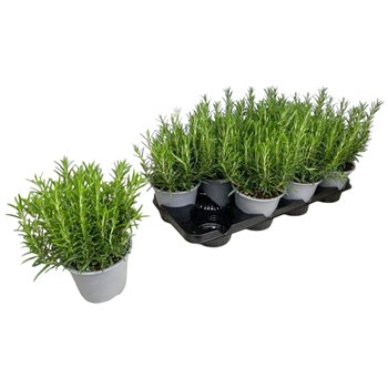 Rosmarinus officinalis off 30cm 14cm Q1873