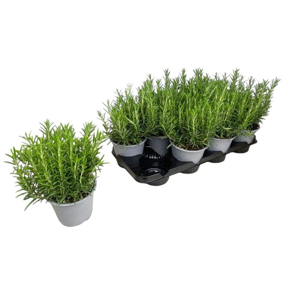 Rosmarinus officinalis off 30cm 14cm Q1873