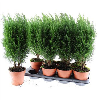 Chamaecyparis lawsoniana ellwoodii chamaecyparis laws Ellwoodii 50cm 13cm Q1889