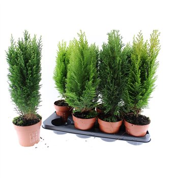 Coniferen mix conifeer gemengd3 50cm 13cm Q1894