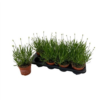 Lavandula aromance white ang  Aromance White 35cm 12cm Q1985