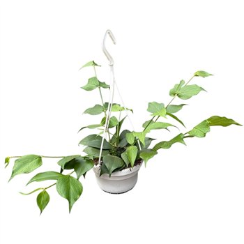 Hoya polyneura 15 - 19 cm 8 pp 15cm 14cm Q2154