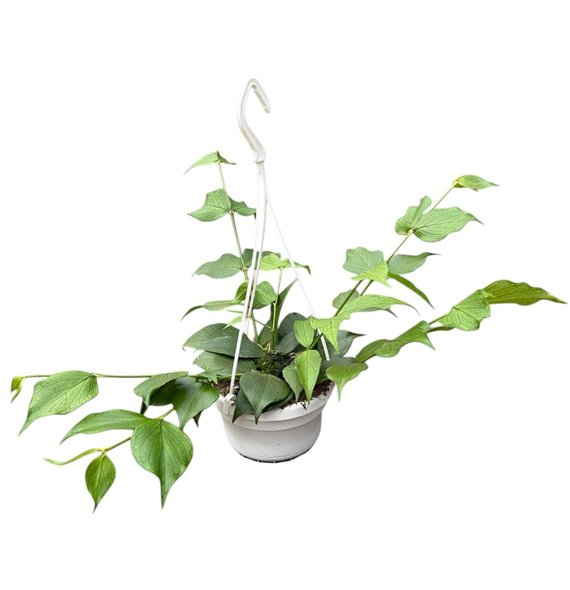 Hoya polyneura 15 - 19 cm 8 pp 15cm 14cm Q2154
