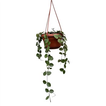 Hoya Mathilde 2 5 - 4 9 cm 8 pp 2.5cm 14cm Q2156