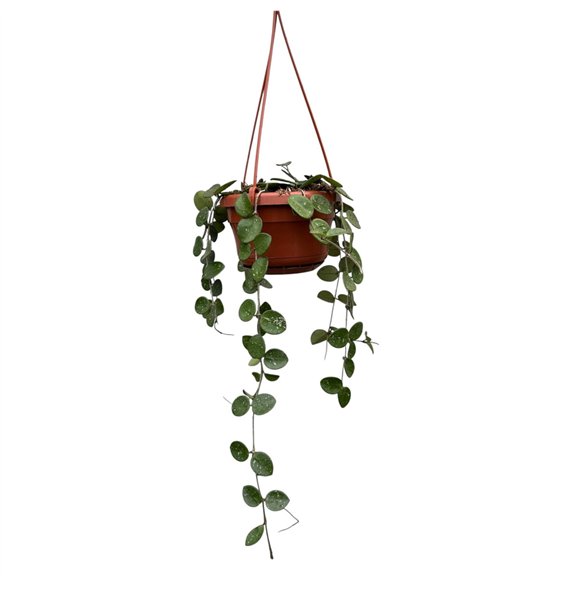 Hoya Mathilde 2 5 - 4 9 cm 8 pp 2.5cm 14cm Q2156