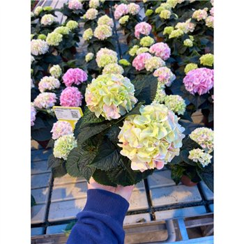Hortenzija Hi Diamond macr  10cm 2kop 2 fl 25cm 10cm Q2224
