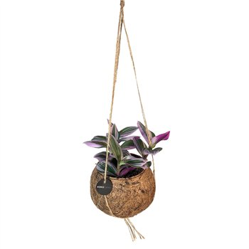 Tradescantia mix Kokodama 12 cm 5 0 - 7 4 1 v loncu leaf 5cm 12cm Q2423