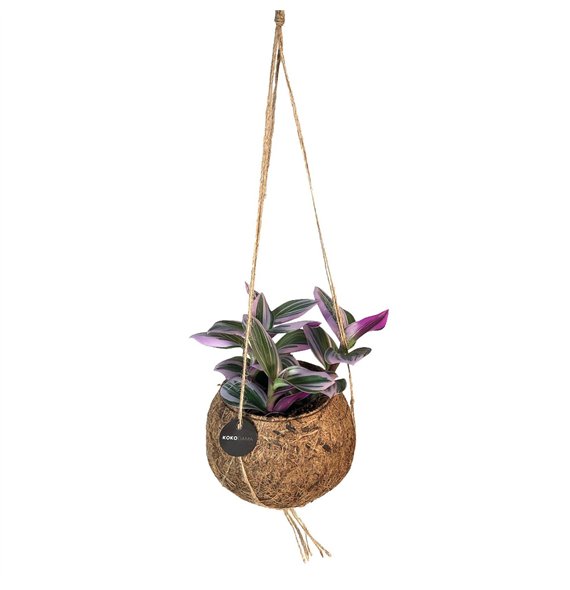 Tradescantia mix Kokodama 12 cm 5 0 - 7 4 1 v loncu leaf 5cm 12cm Q2423