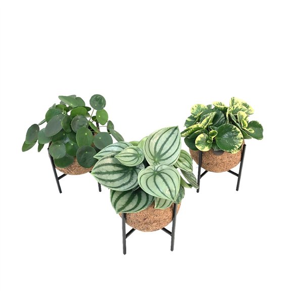 Miks lončnic green Kokodama 15 cm Industrial Green (no sting) 1 pp 25cm 15cm Q2437