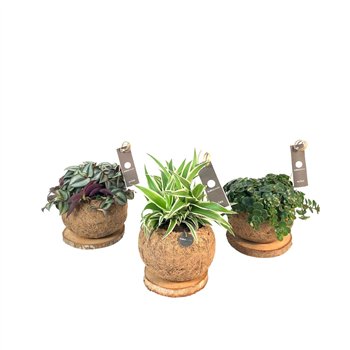Miks lončnic green Kokodama 15 cm Trunk Green Smit Collection 1 pp 25cm 15cm Q2439