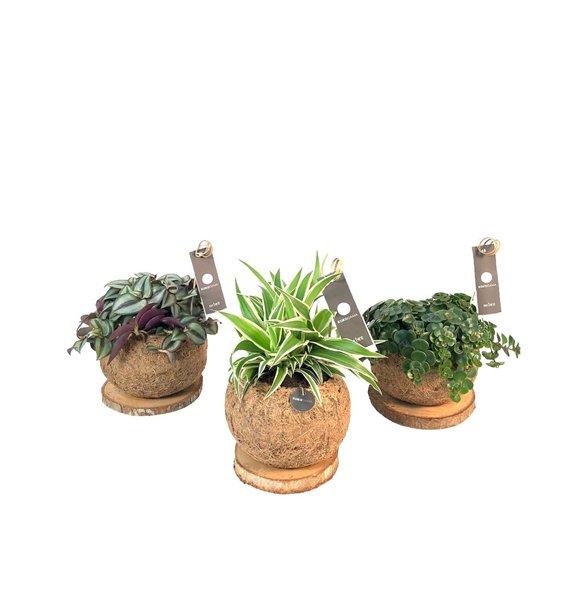 Miks lončnic green Kokodama 15 cm Trunk Green Smit Collection 1 pp 25cm 15cm Q2439