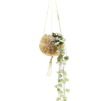 Ceropegia woodii spp  Kokodama 12 cm String of Hearts 15 - 19 1 pp 15cm 12cm Q2444