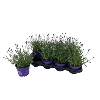 Lavandula angustifolia essence purple Lavendel Essence Purple P12 33cm 12cm Q2454