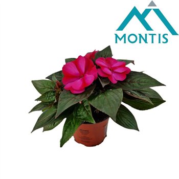 Impatiens colorpower purple flame New Guinea 13 cm Magenta Red Flame 1 pp 3 fl 25cm 13cm Q2494