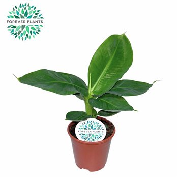 Bananovec tropicana Oriental Dwarf p14 1 pp 40cm 14cm Q2565