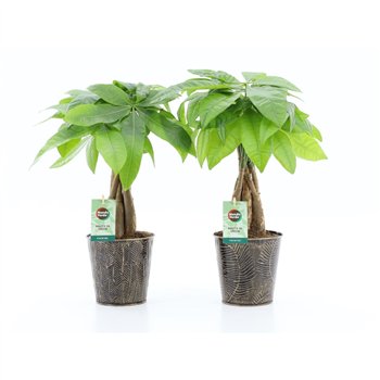 Pachira aquatica Aquatica braided stem in Iron-Leaf 5 pp 50cm 13cm Q2681