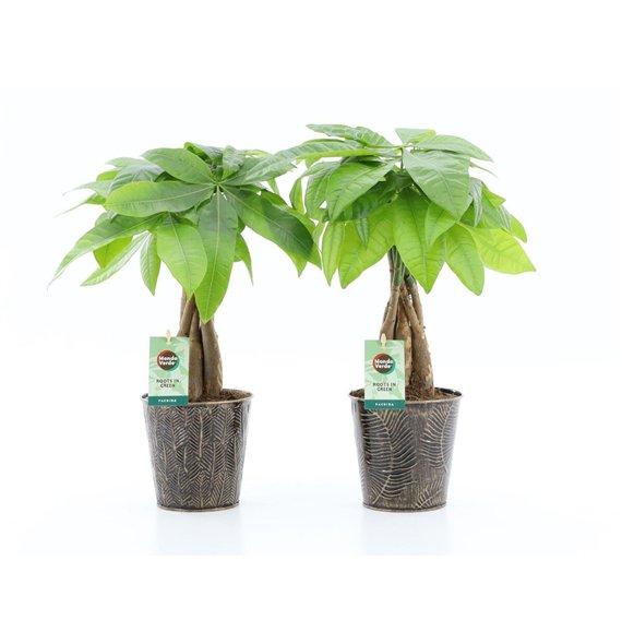 Pachira aquatica Aquatica braided stem in Iron-Leaf 5 pp 50cm 13cm Q2681