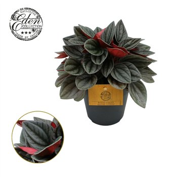 Peperomia santorini Santorini 12cm 4 pp 20cm 12cm Q2706