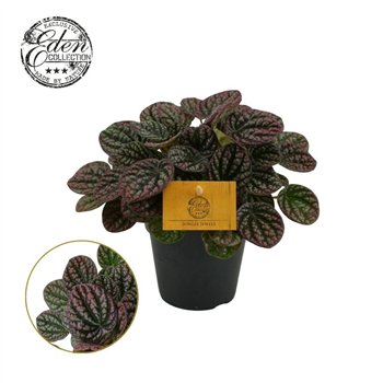 Peperomia Lucinda 12cm 4 pp 20cm 12cm Q2707