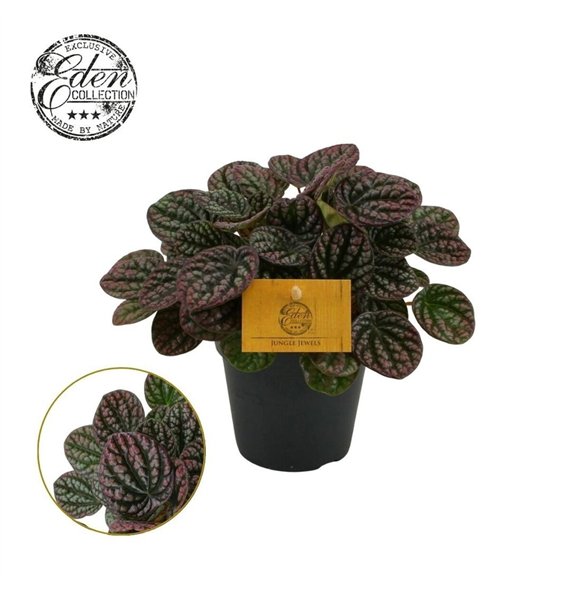 Peperomia Lucinda 12cm 4 pp 20cm 12cm Q2707