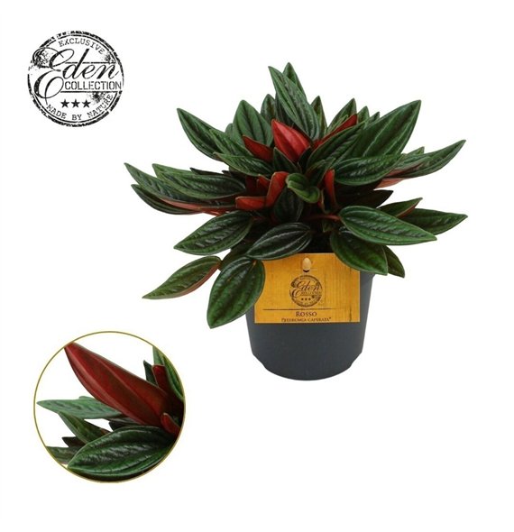 Peperomia caperata rosso Rosso 12cm 4 pp 20cm 12cm Q2710