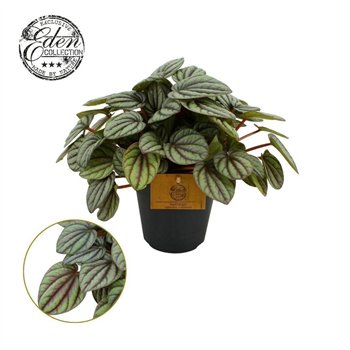 Peperomia Mistique 12cm 4 pp 20cm 12cm Q2711