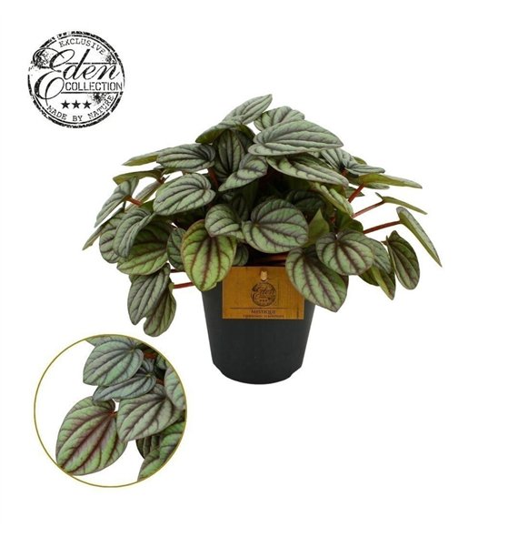 Peperomia Mistique 12cm 4 pp 20cm 12cm Q2711