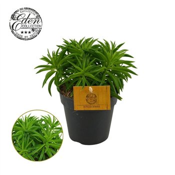 Peperomia ferreyrae Nevada 12cm 3 pp 20cm 12cm Q2714