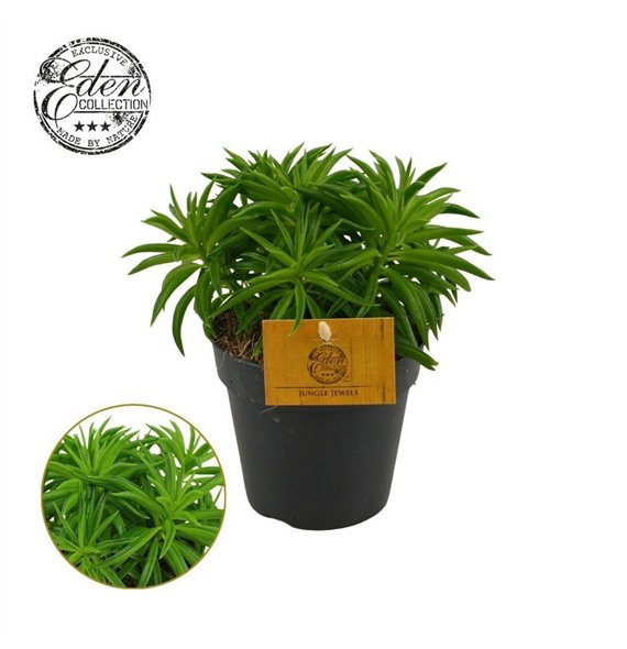 Peperomia ferreyrae Nevada 12cm 3 pp 20cm 12cm Q2714