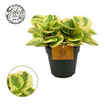 Peperomia obtusifolia obtipan bicolor Obtipan Bicolor 12cm 20cm 12cm Q2724
