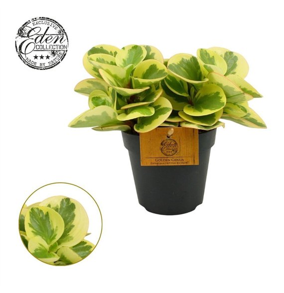 Peperomia obtusifolia obtipan bicolor Obtipan Bicolor 12cm 20cm 12cm Q2724