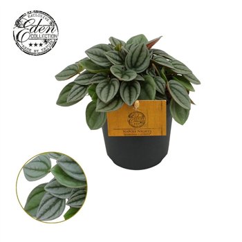 Peperomia napoli nights Napoli Nights 10 5cm 15cm 10.5cm Q2728