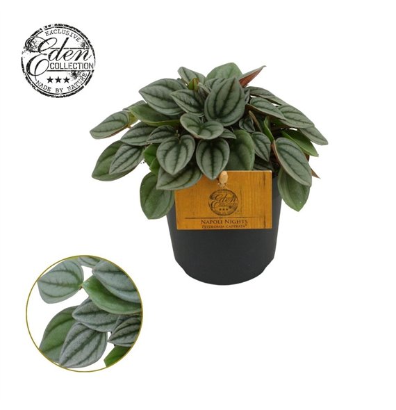 Peperomia napoli nights Napoli Nights 10 5cm 15cm 10.5cm Q2728