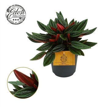 Peperomia caperata rosso Rosso 10 5cm (geen MPS) 3 pp 15cm 10.5cm Q2729