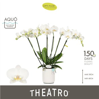 Orhideja Phalaenopsis wit Theatro Jazz 6 spike in Molise White Aquo 45 fl  stems plnt 2000 gram 60cm 12cm Q3223