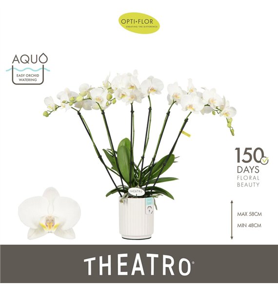 Orhideja Phalaenopsis wit Theatro Jazz 6 spike in Molise White Aquo 45 fl  stems plnt 2000 gram 60cm 12cm Q3223