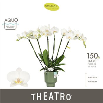 Orhideja Phalaenopsis wit Theatro Jazz 6 spike in Emilia Green Aquo 45 fl  stems plnt 2000 gram 60cm 12cm Q3224