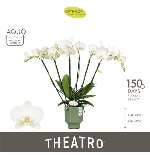 Orhideja Phalaenopsis wit Theatro Jazz 6 spike in Emilia Green Aquo 45 fl  stems plnt 2000 gram 60cm 12cm Q3224