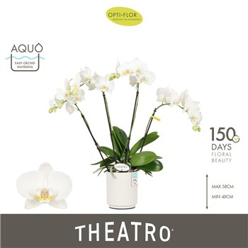 Orhideja Phalaenopsis wit Theatro Jazz 4 spike in Molise White Aquo 21 fl  stems plnt 2000 gram 60cm 12cm Q3319