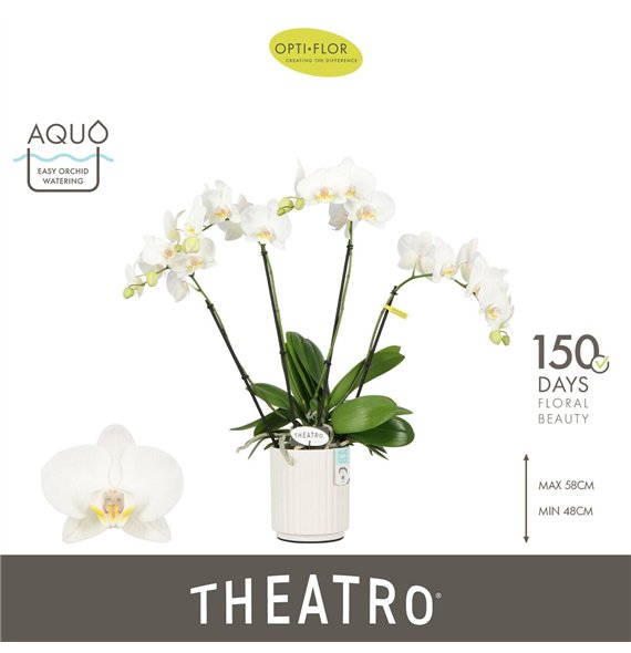 Orhideja Phalaenopsis wit Theatro Jazz 4 spike in Molise White Aquo 21 fl  stems plnt 2000 gram 60cm 12cm Q3319