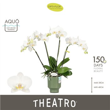Orhideja Phalaenopsis wit Theatro Jazz 4 spike in Emilia Green Aquo 21 fl  stems plnt 2000 gram 60cm 12cm Q3321