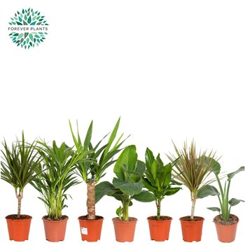 Miks lončnic green Mix plants p14 1 pp 50cm 14cm Q3588