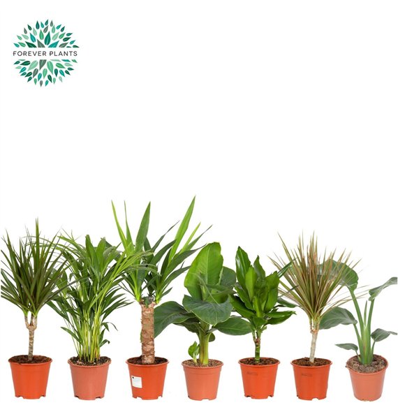 Miks lončnic green Mix plants p14 1 pp 50cm 14cm Q3588