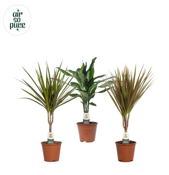 Miks lončnic green Mix plants p14 (Air so Pure) 1 pp 50cm 14cm Q3593