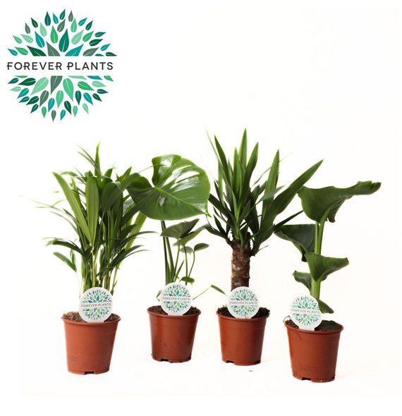 Miks lončnic green Palm Mix p14 1 pp 50cm 14cm Q3601