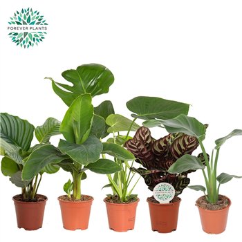 Miks lončnic green leaf Mix p14 1 pp 50cm 14cm Q3603